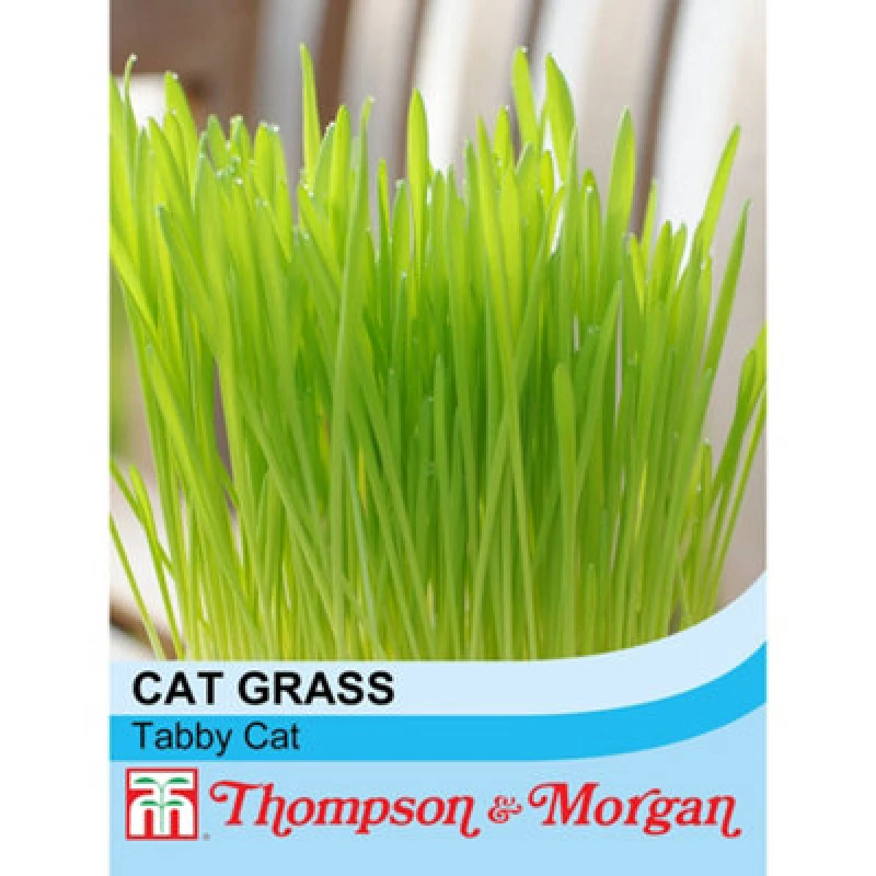 Image of Thompson & Morgan Cat Grass Tabby (Hordeum Vulgarie Varigated) 1 Seed Packet (100 Seeds)