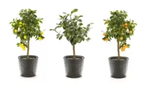 Image of Lemon Lime and Orange Plants: Lime Tree