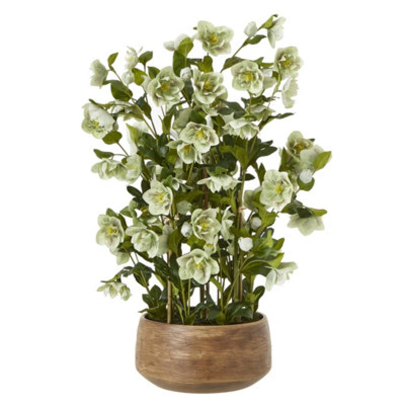Image of Large Green Hellebore In Taupe Pot