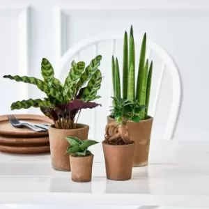 Image of Thompson & Morgan Thompson and Morgan New Home Houseplant Collection - 4 plants