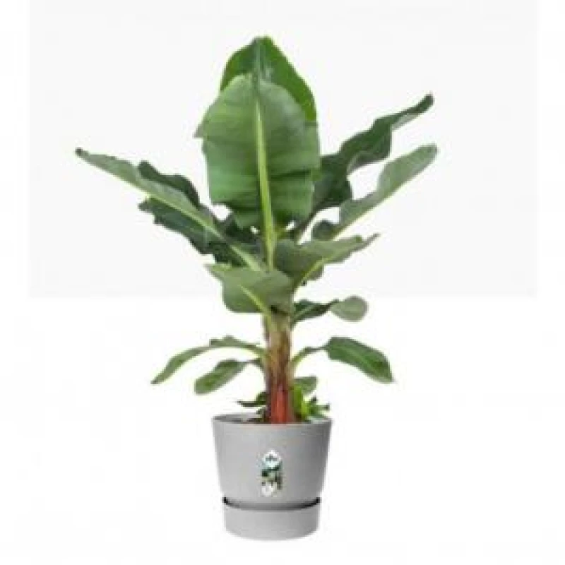 Image of Elho Greenville Round 25cm - Living Concrete 0462262443100