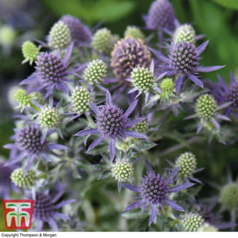 Image of Thompson & Morgan Eryngium Planum Blue Hobbit 9Cm Pot X 3