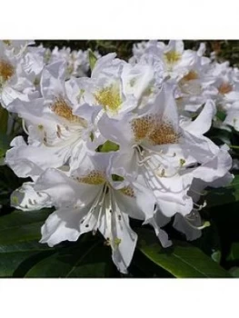 Image of Rhododendron Cunningham'S White 4L Pot