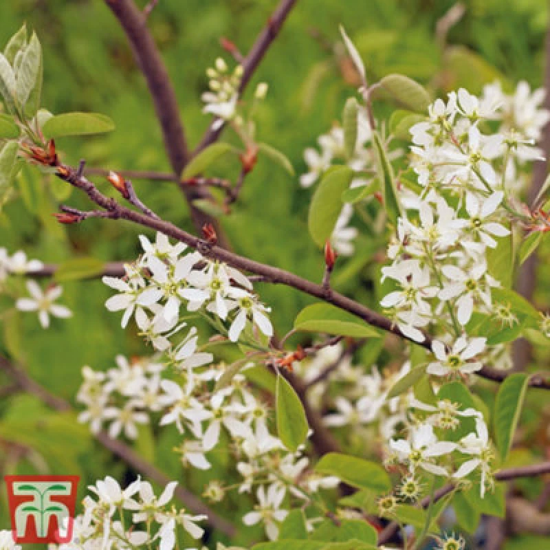 Image of Thompson & Morgan Amelanchier (Juneberry) Canadensis 3 Litre Potted Plant X 1