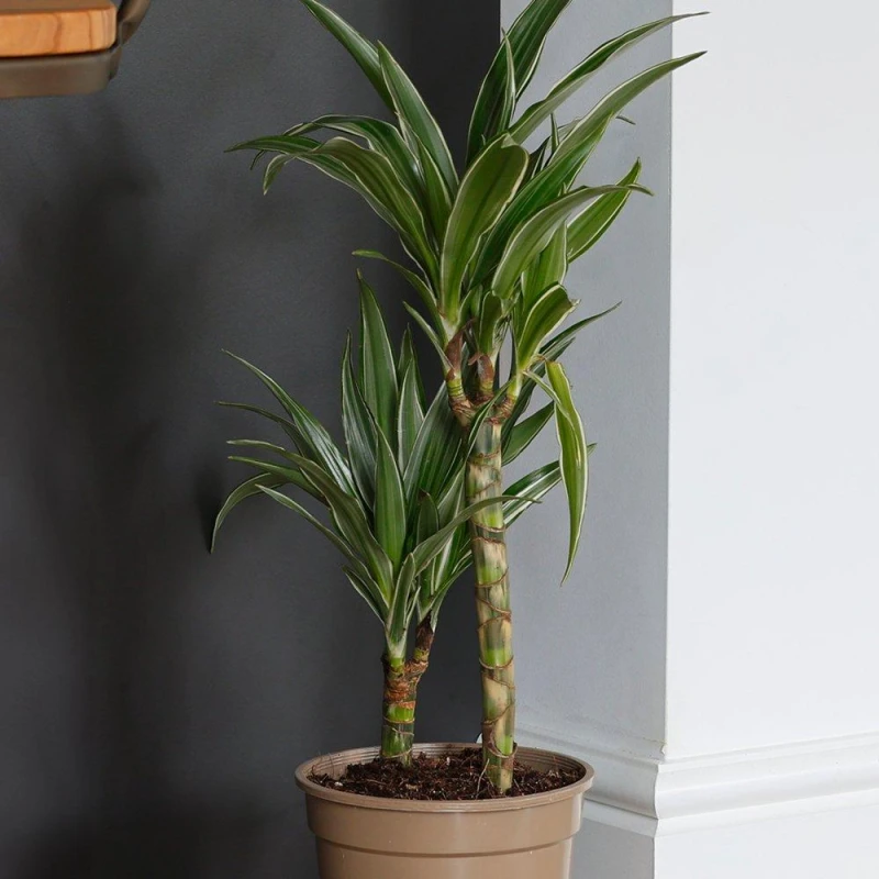 Image of YouGarden Dracaena deremensis Warneckii (17cm 2 Stem) Green unisex 17cm Pot