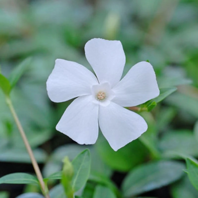 Image of Thompson & Morgan Vinca Minor Alba 9Cm Potted Plant X 2