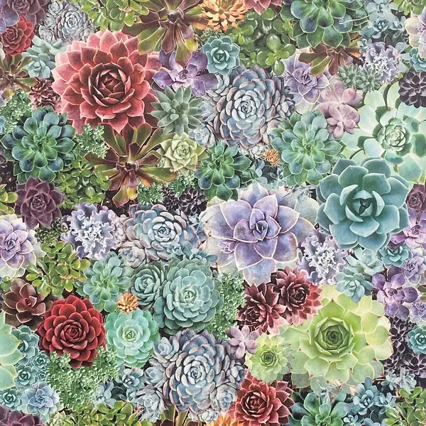 Image of Arthouse Succulent Living Wall Wallpaper Multi