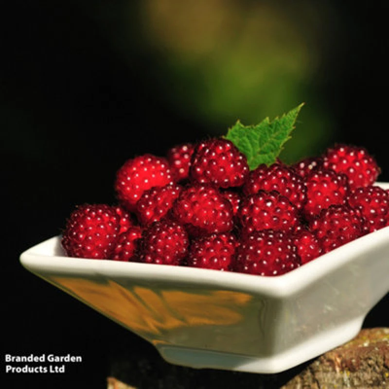 Image of Thompson & Morgan Grow Your Own Fruit Rubus (Raspberry) Phoenicolasius 15Cm Pot X 2