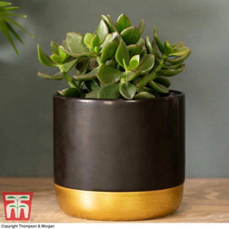 Image of Thompson & Morgan Crassula Ovata Hulk 'money Tree Jade' Houseplant X 1 (12Cm Pot)