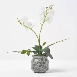 Image of Homescapes - White and Yellow Orchid 42cm Phalaenopsis in Cement Pot - White & Yellow