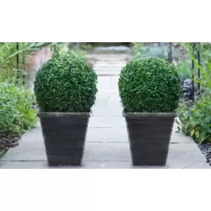 Image of Thompson & Morgan Thompson and Morgan Buxus Sempervivum Ball (Diameter 28-30cm) 23cm Pot x 2 plant