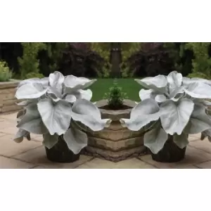 Image of Thompson & Morgan Thompson and Morgan Senecio 'Angel Wings' 9cm pot - 3 plant