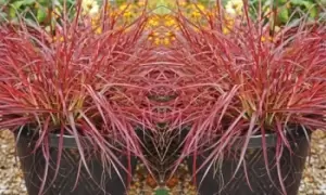 Image of Pennisetum Fountain Grass Fireworks Plant: One