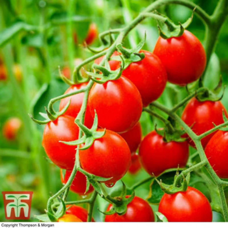 Image of Thompson & Morgan Organic Tomato Koralik 1 Seed Packet (8 Seeds)