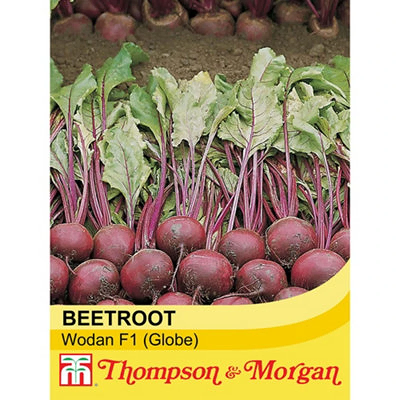 Image of Thompson & Morgan Beetroot Wodan F1 Hybrid 1 Seed Packet (150 Seeds)