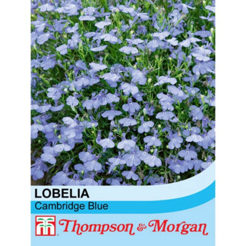 Image of Thompson & Morgan Lobelia Cambridge Blue 1 Packet (1000 Seeds)
