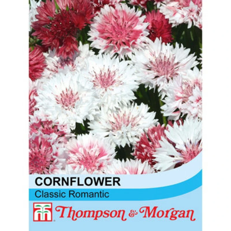 Image of Thompson & Morgan Cornflower Classic Romantic 1 Packet (200 Seeds)