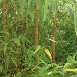 Image of YouGarden Pair Of Yellow Bamboo Plants 80-100Cm Tall