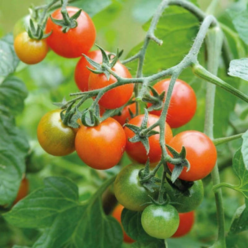 Image of Thompson & Morgan Tomato Losetto F1 Hybrid 1 Seed Packet