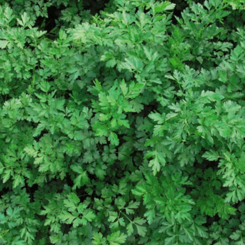 Image of Thompson & Morgan Parsley Laura 1 Seed Packet (500 Seeds)