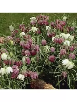 Image of Fritillaria Meleagris Mixed 30 Bulbs