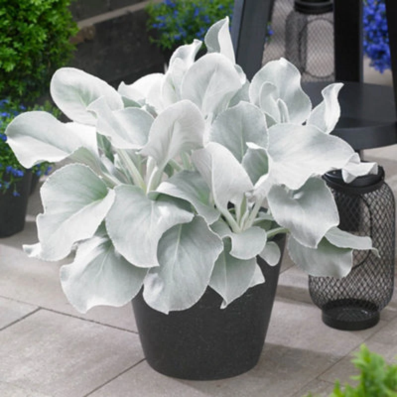 Image of YouGarden Senecio Angel Wings (9cm Pot) Plants 1x 9cm Po Green 42466115000
