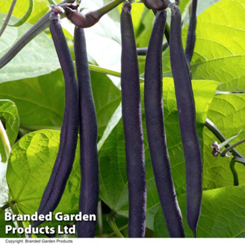 Image of Thompson & Morgan Bean Dwarf Bean Purple Teepee 1 Seed Packet (200 Seeds)