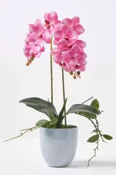 Image of Pink Orchid 54cm Phalaenopsis in Ceramic Pot