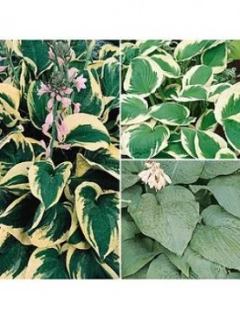 Image of Hardy Hosta Collection 3 Colours In 9Cm Pots
