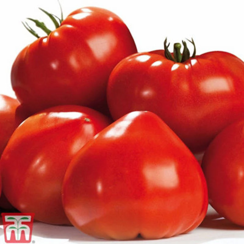 Image of Thompson & Morgan Tomato Gourmandia F1 Voty 1 Seed Packet (4 Seeds)