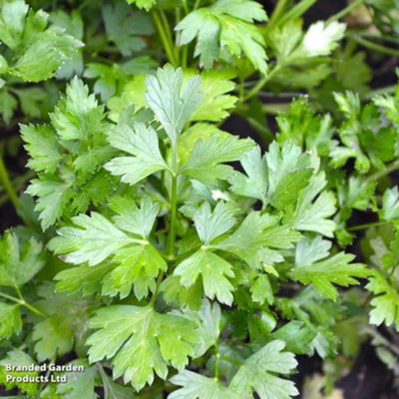 Image of Thompson & Morgan Parsley Plain Leaved (Sheeps) 2 1 Seed Packet (1000 Seeds)
