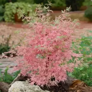 Image of YouGarden Acer palmatum Taylor 13cm - Brown