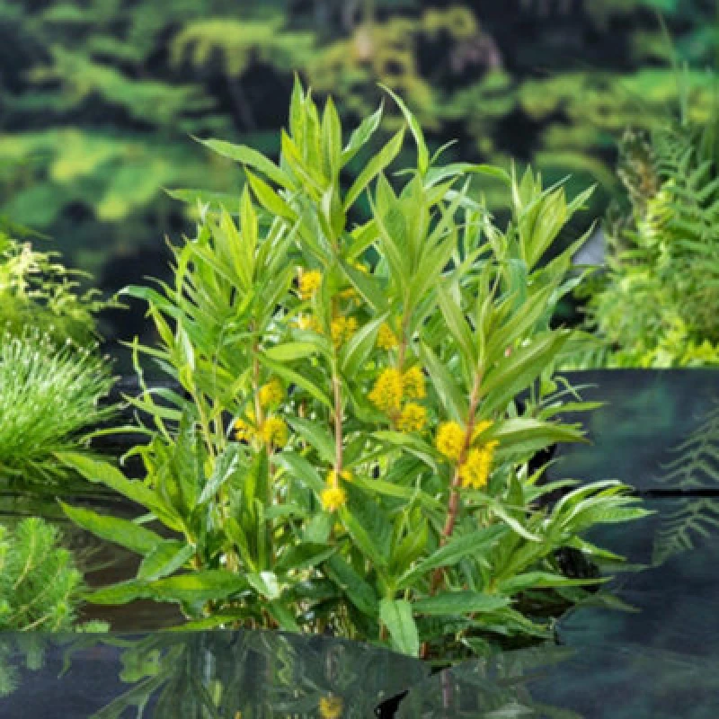 Image of Lysimachia Thyrsiflora Tufted Loosestrife Marginal Aquatic 9Cm Pot X 1 Plant By Thompson & Morgan