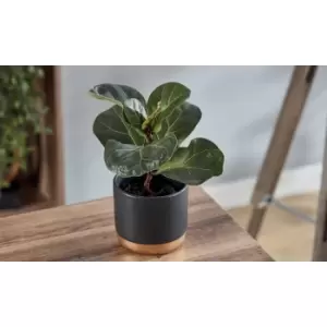 Image of Thompson & Morgan Thompson and Morgan Ficus lyrata 'Compacta' (House Plant) 9cm x 3