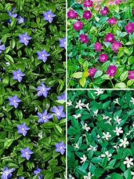 Image of Vinca Collection 3 X 9Cm Pot