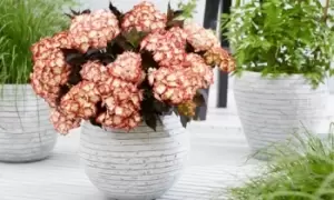 Image of Hydrangea Macrophylla Light My Fire Hardy Shrub: One