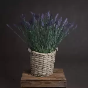 Image of Large Lavender Spray