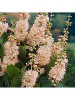 Image of Clethra Alnifolia 'Pink Spire' 3L
