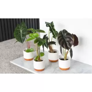 Image of Thompson & Morgan Thompson and Morgan Alocasia Cuprea Mix 6cm Pot x 3