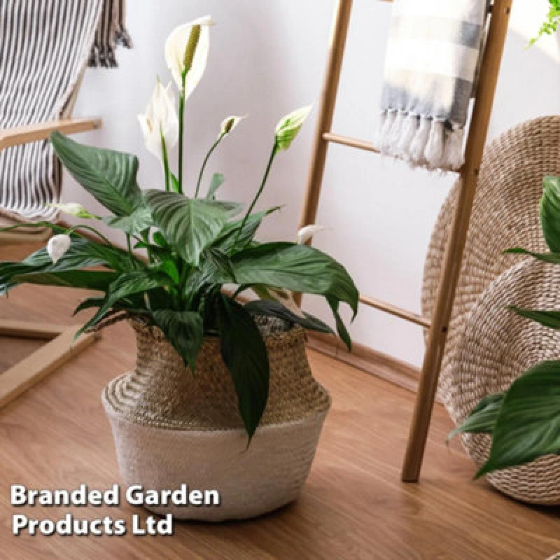 Image of Thompson & Morgan Peace Lily Houseplant 'air So Pure' - Potted Plant (12Cm Pot) X 3