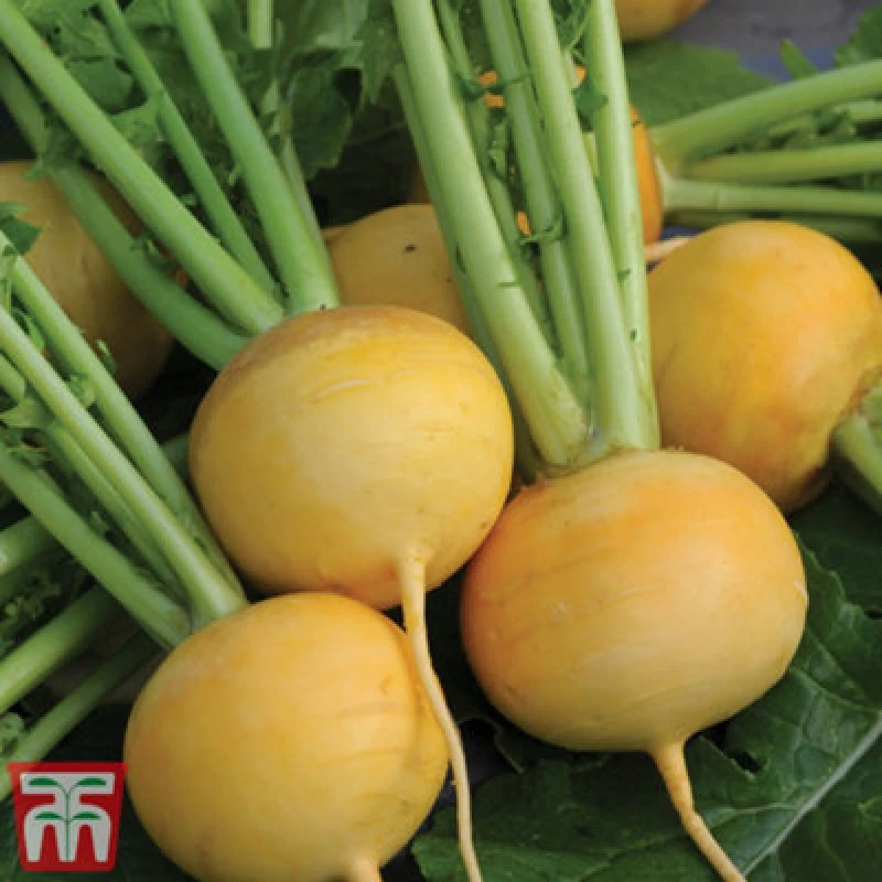 Image of Thompson & Morgan Turnip Golden Ball 1 Seed Packet (1000 Seeds)
