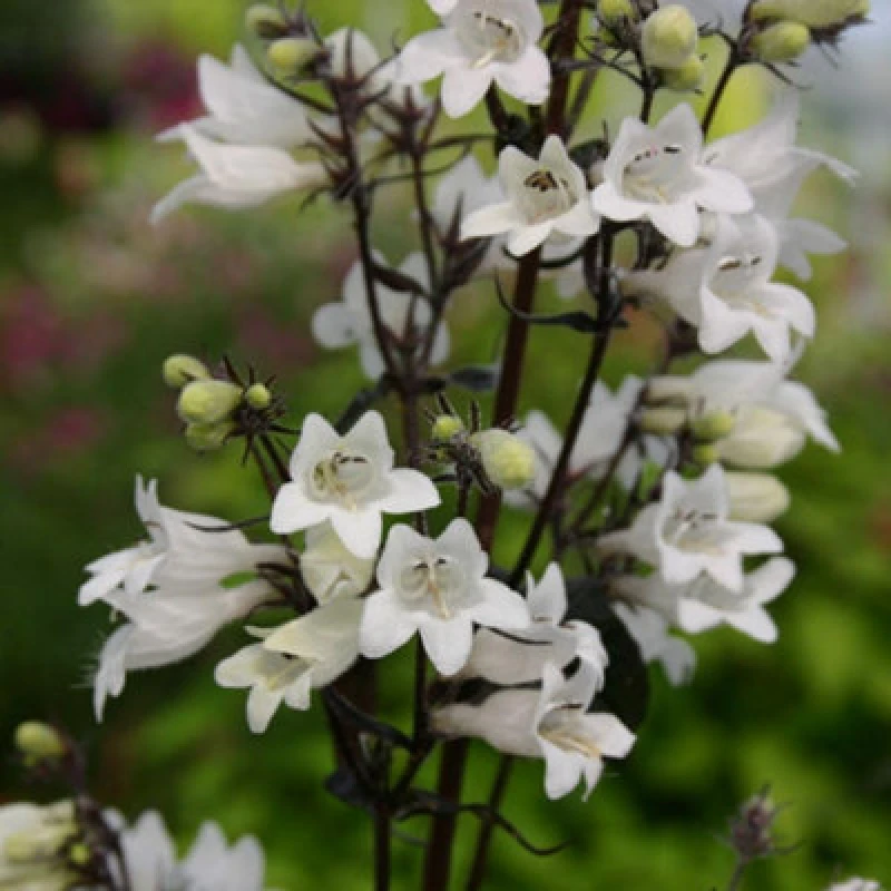 Image of Thompson & Morgan Penstemon Digitalis Husker Red 9Cm Potted Plant X 2