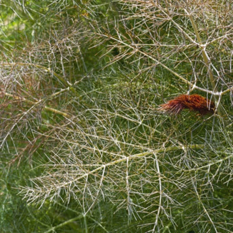 Image of Thompson & Morgan Herb Fennel Bronze 1 Seed Packet