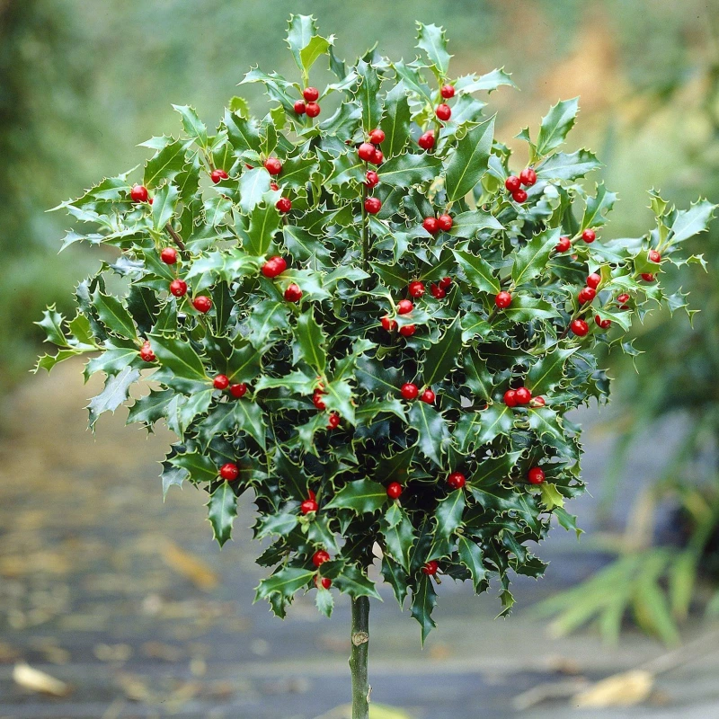 Image of YouGarden Pair of Standard Holly Trees Plants 80cm Green 70651915000