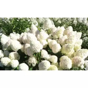 Image of Thompson & Morgan Thompson and Morgan Hydrangea paniculata 'Limelight' 9cm pot - 2 plant