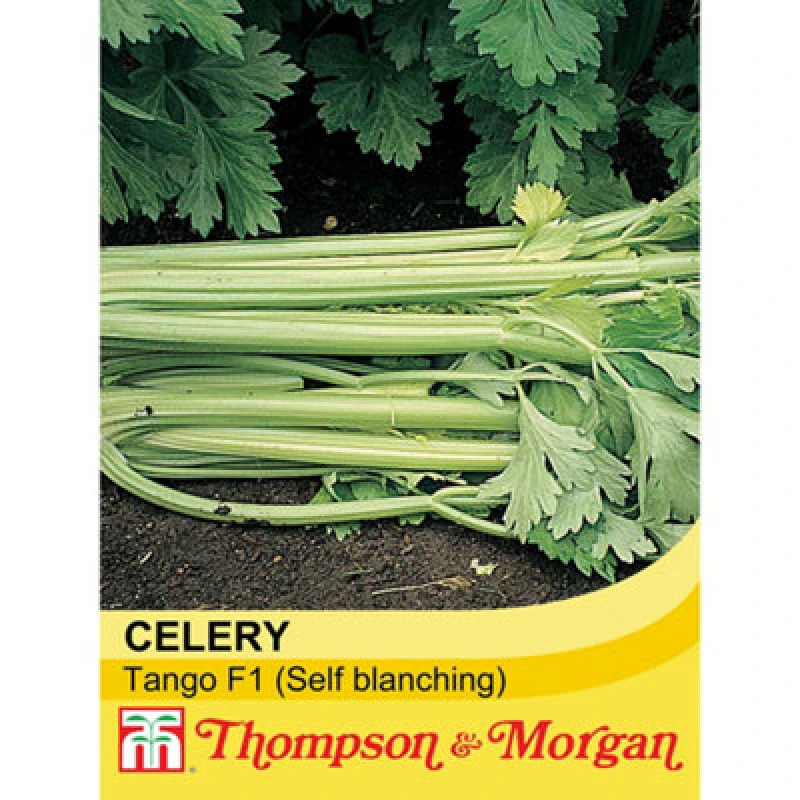 Image of Thompson & Morgan Celery Tango F1 Hybrid 1 Seed Packet (75 Seeds)