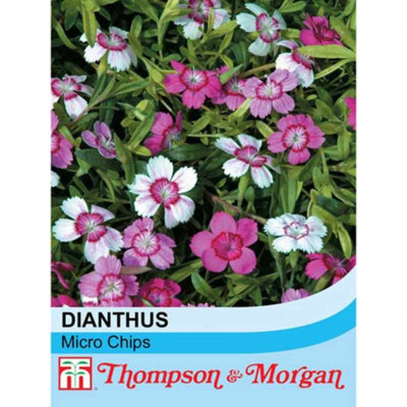 Image of Thompson & Morgan Dianthus Deltoides Micro Chips 1 Seed Packet (80 Seeds)