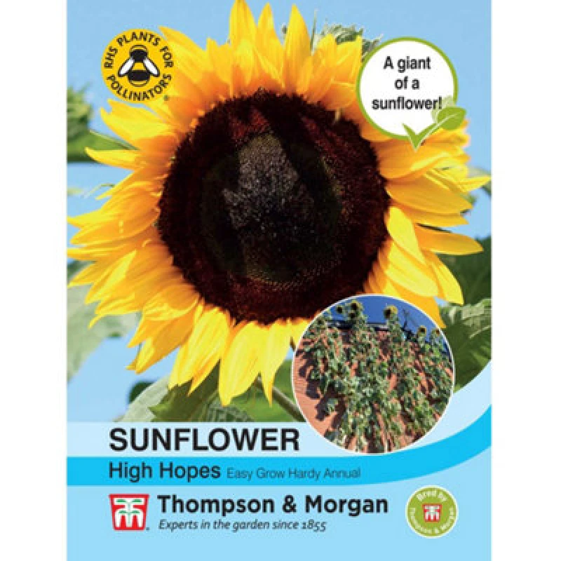 Image of Thompson & Morgan Helianthus Annus Sunflower High Hopes 1 Seed Packet (15 Seeds)
