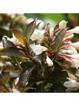 Image of Weigela 'Black And White' 3L