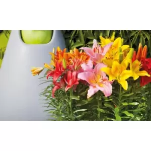 Image of Thompson & Morgan Thompson and Morgan Lily Joy Mixed 20 Bulbs